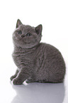 British Shorthair Kitten