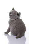 British Shorthair Kitten