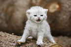 British Shorthair Kitten