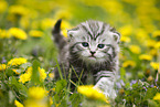 British Shorthair Kitten