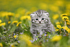 British Shorthair Kitten