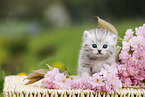 British Shorthair Kitten