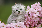 British Shorthair Kitten
