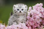 British Shorthair Kitten