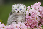British Shorthair Kitten