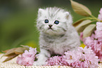 British Shorthair Kitten