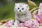 British Shorthair Kitten