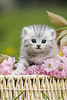 British Shorthair Kitten
