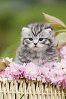 British Shorthair Kitten