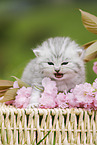 British Shorthair Kitten