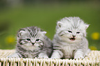 British Shorthair Kitten