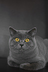 lying British Shorthair