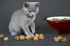 British Shorthair Kitten