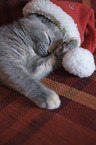 British Shorthair Kitten