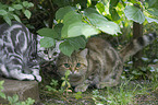 2 British Shorthair