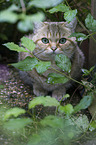 lying British Shorthair