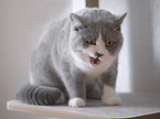 sitting British Shorthair