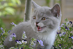 British Shorthair kitten