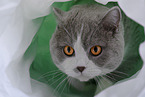 British Shorthair Portrait