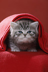 British Shorthair Kitten