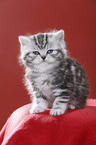 British Shorthair Kitten