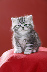 British Shorthair Kitten