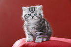 British Shorthair Kitten