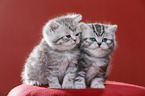 British Shorthair Kitten