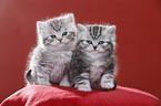 British Shorthair Kitten