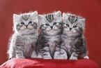 British Shorthair Kitten
