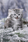 British Shorthair Kitten