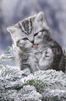 British Shorthair Kitten