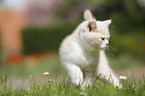 walking British Shorthair Kitten