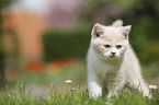 British Shorthair Kitten