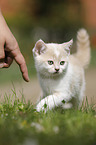 walking British Shorthair Kitten