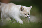 walking British Shorthair Kitten