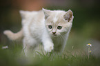 walking British Shorthair Kitten