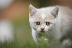walking British Shorthair Kitten