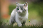 walking British Shorthair Kitten