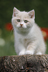 sitting British Shorthair Kitten