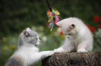 2 British Shorthair Kitten