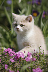 sitting British Shorthair Kitten