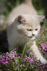 walking British Shorthair Kitten
