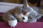 lying British Shorthair
