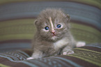 British Shorthair Baby