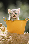 British shorthair kitten in bucket