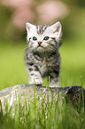 British Shorthair Kitten