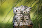 British Shorthair Kitten