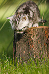 British Shorthair Kitten