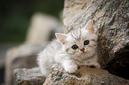 British shorthair on stone
